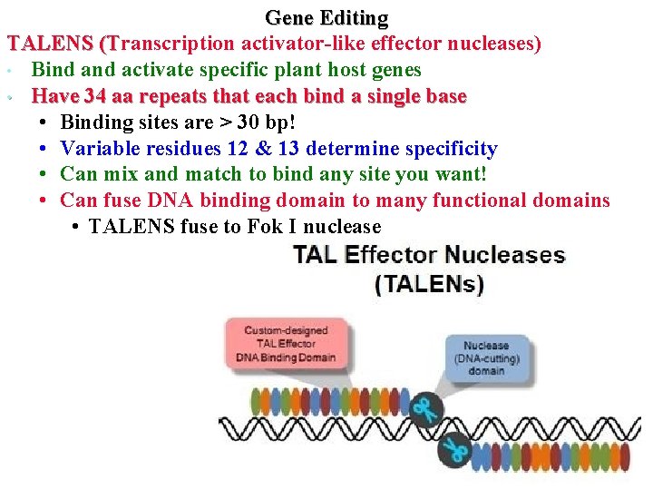 Gene Editing TALENS (Transcription activator-like effector nucleases) (T • Bind activate specific plant host