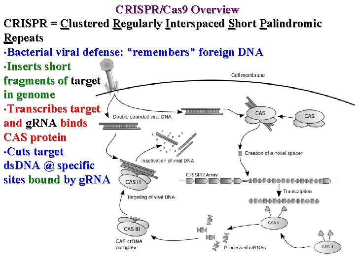 CRISPR/Cas 9 Overview CRISPR = Clustered Regularly Interspaced Short Palindromic Repeats • Bacterial viral