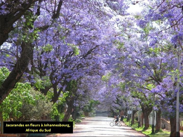 Jacarandas en fleurs à Johannesbourg, Afrique du Sud 