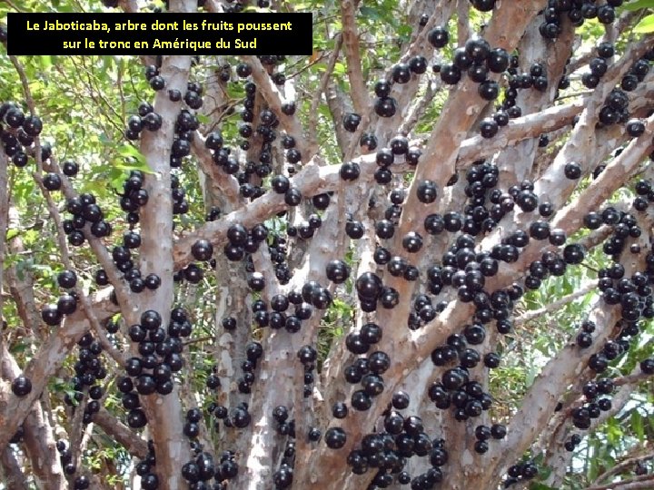 Le Jaboticaba, arbre dont les fruits poussent sur le tronc en Amérique du Sud