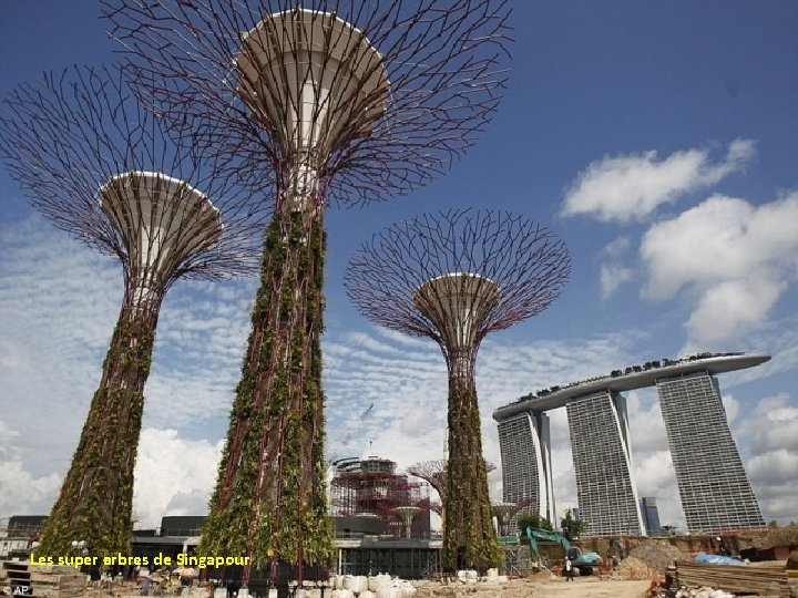 Les super arbres de Singapour 