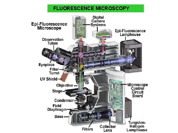 FLUORESCENCE MICROSCOPY 