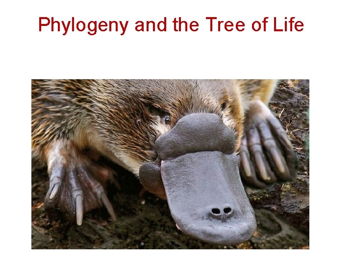 Phylogeny and the Tree of Life 