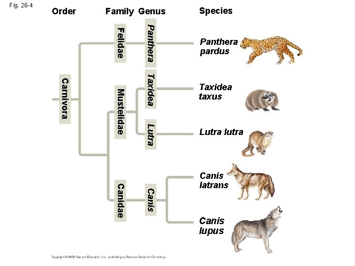 Fig. 26 -4 Order Family Genus Species Taxidea taxus Lutra Mustelidae Panthera Felidae Carnivora