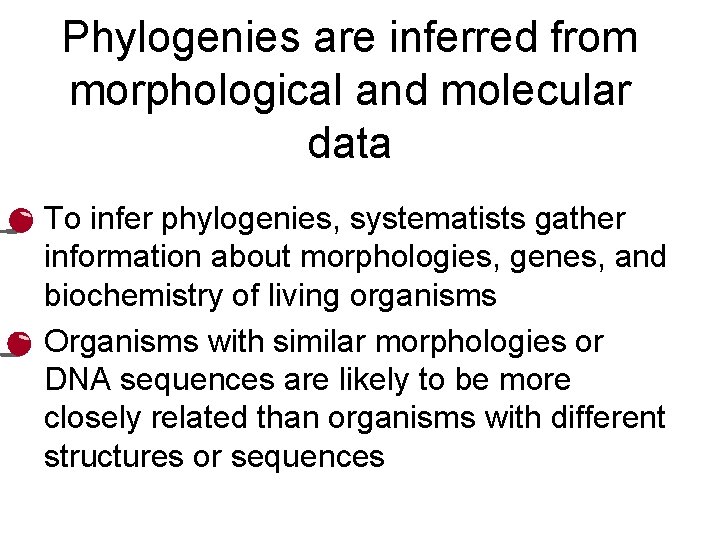 Phylogenies are inferred from morphological and molecular data • To infer phylogenies, systematists gather