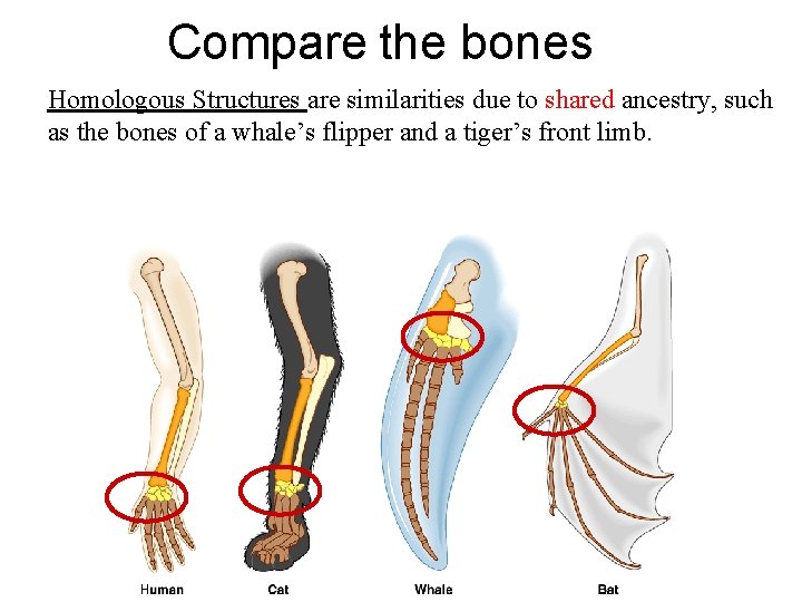 Compare the bones Homologous Structures are similarities due to shared ancestry, such as the