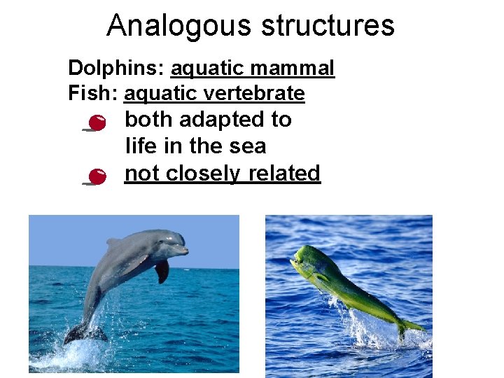 Analogous structures Dolphins: aquatic mammal Fish: aquatic vertebrate • • both adapted to life