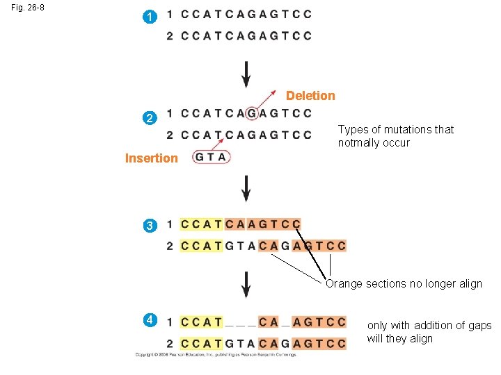 Fig. 26 -8 1 Deletion 2 Types of mutations that notmally occur Insertion 3