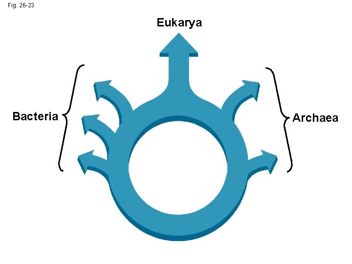 Fig. 26 -23 Eukarya Bacteria Archaea 