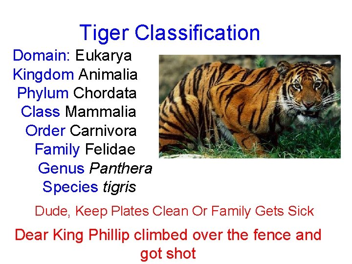 Tiger Classification Domain: Eukarya Kingdom Animalia Phylum Chordata Class Mammalia Order Carnivora Family Felidae