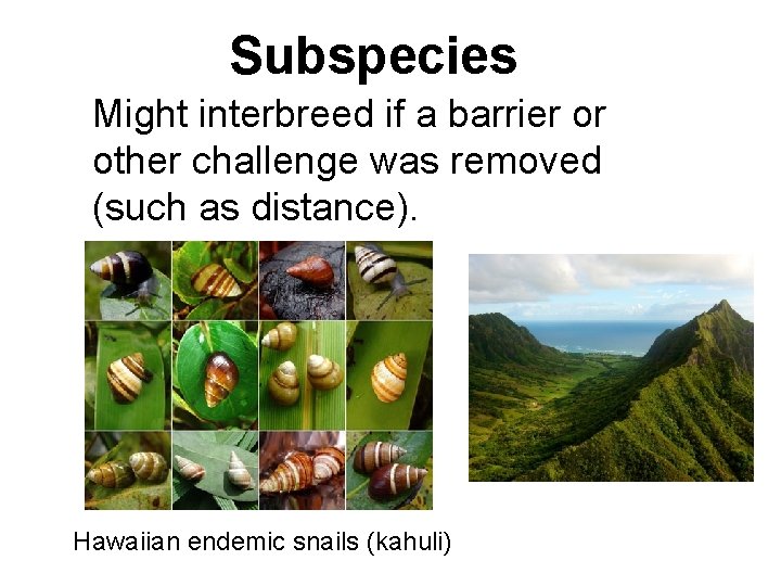 Subspecies Might interbreed if a barrier or other challenge was removed (such as distance).