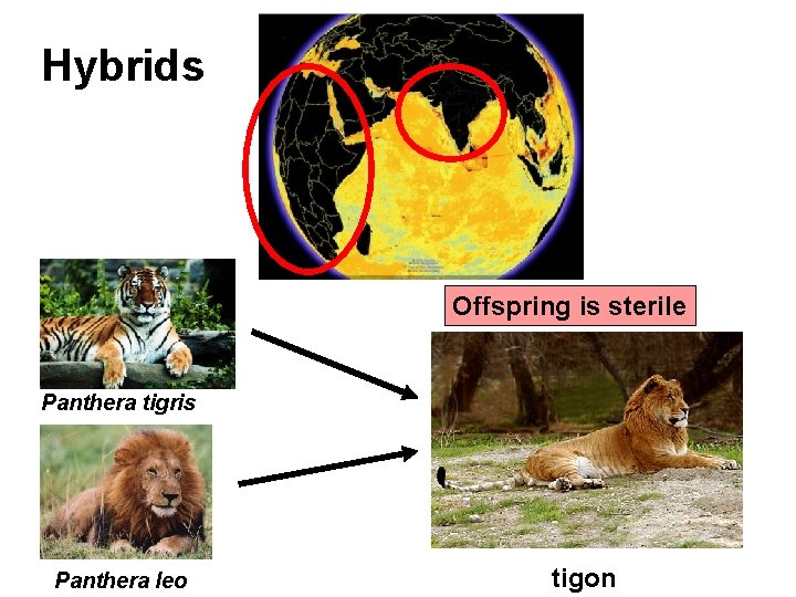 Hybrids Offspring is sterile Panthera tigris Panthera leo tigon 