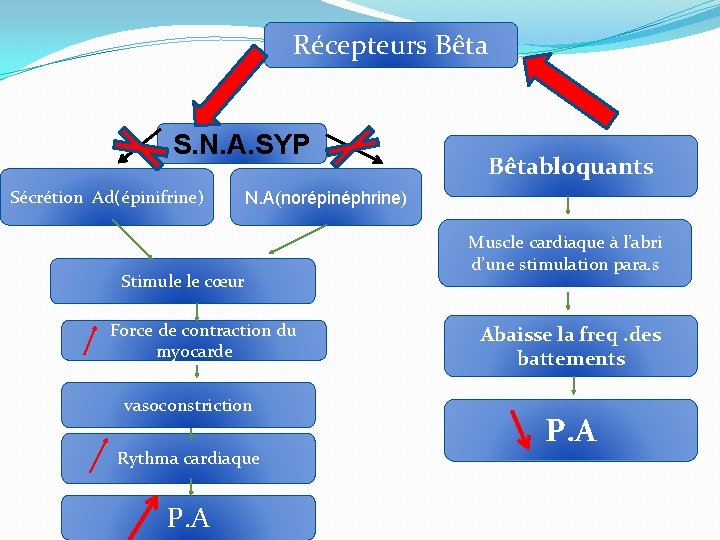 Récepteurs Bêta S. N. A. SYP Sécrétion Ad(épinifrine) N. A(norépinéphrine) Stimule le cœur Force