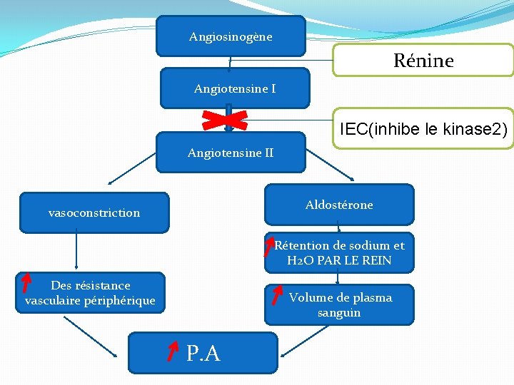 Angiosinogène Rénine Angiotensine I IEC(inhibe le kinase 2) Angiotensine II Aldostérone vasoconstriction Rétention de