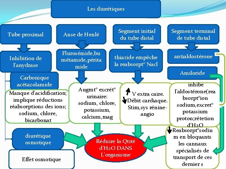 Les diurétiques Tube proximal Anse de Henlé Segment initial du tube distal Segment terminal