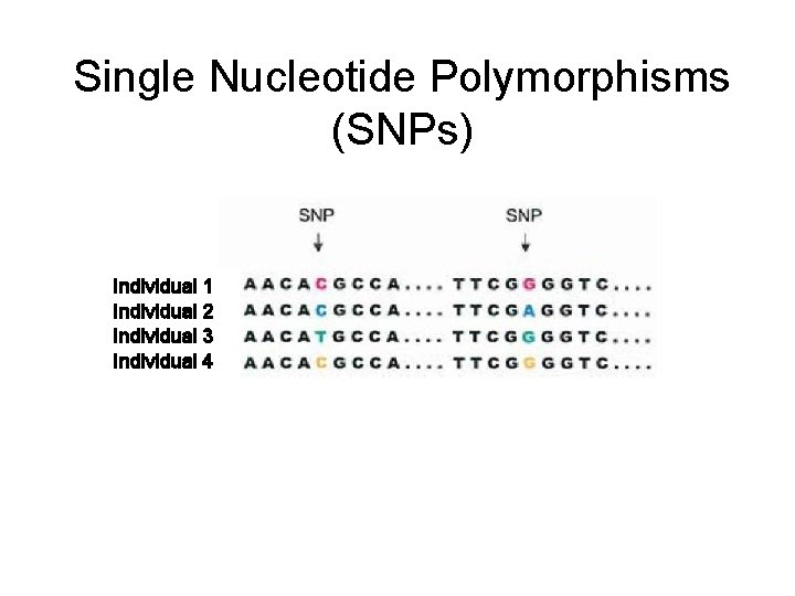 Single Nucleotide Polymorphisms (SNPs) Individual 1 Individual 2 Individual 3 Individual 4 