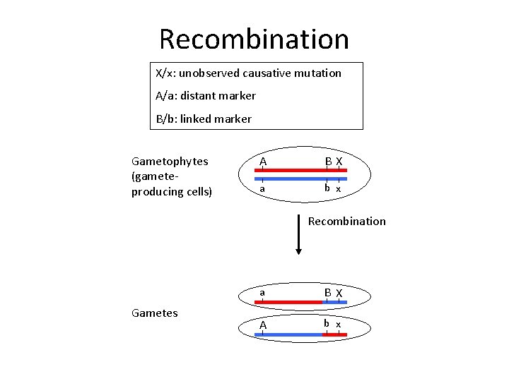 Recombination X/x: unobserved causative mutation A/a: distant marker B/b: linked marker Gametophytes (gameteproducing cells)