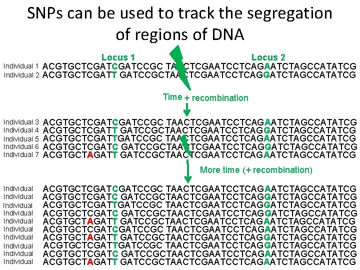 SNPs can be used to track the segregation of regions of DNA Individual 1