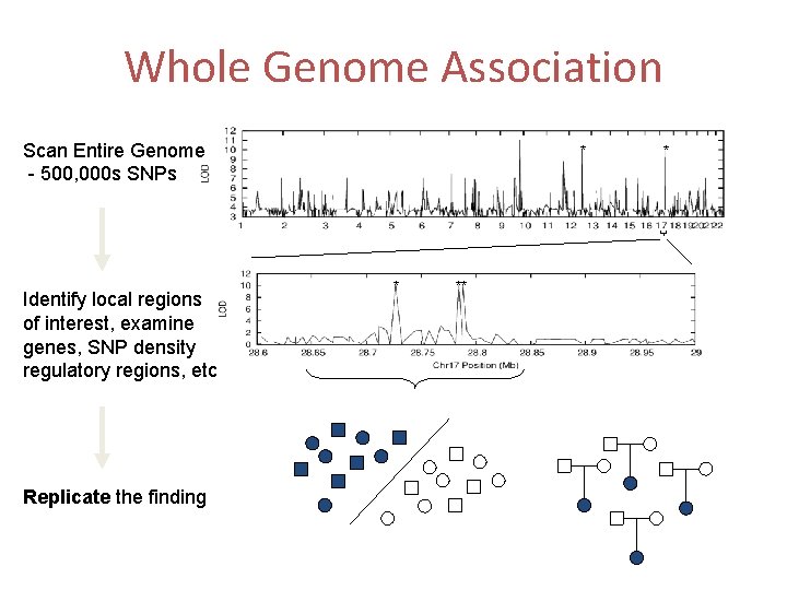 Whole Genome Association Scan Entire Genome - 500, 000 s SNPs Identify local regions