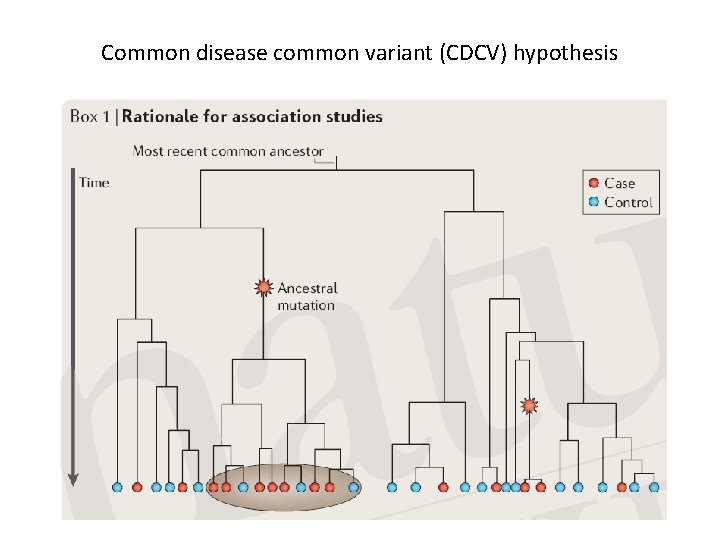 Common disease common variant (CDCV) hypothesis 