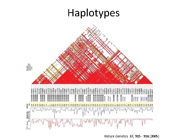 Haplotypes Nature Genetics 37, 915 - 916 (2005) 