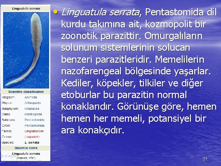  • Linguatula serrata, Pentastomida dil kurdu takımına ait, kozmopolit bir zoonotik parazittir. Omurgalıların