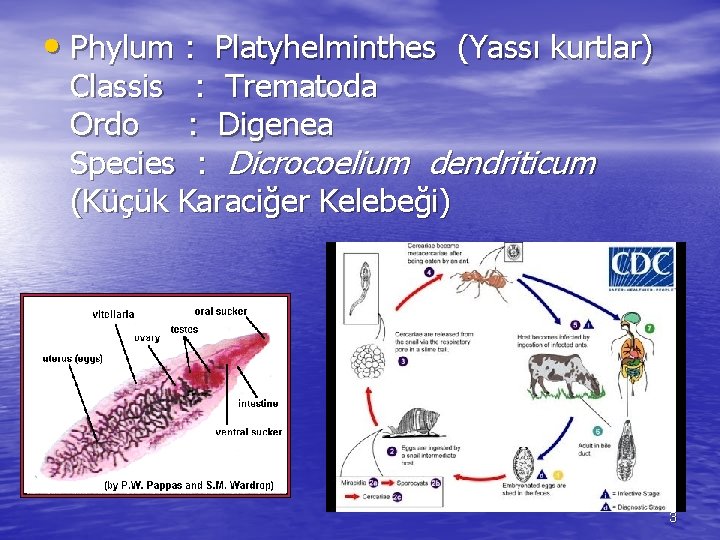  • Phylum : Platyhelminthes (Yassı kurtlar) Classis : Trematoda Ordo : Digenea Species