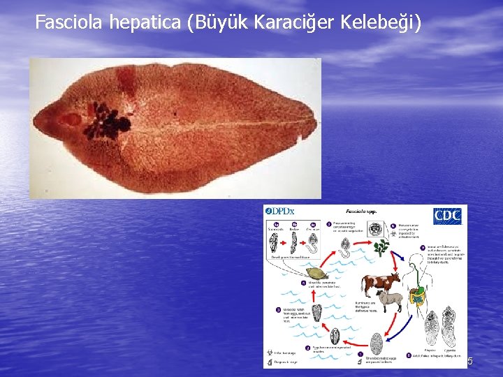 Fasciola hepatica (Büyük Karaciğer Kelebeği) 5 