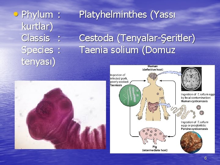  • Phylum : kurtlar) Classis : Species : tenyası) Platyhelminthes (Yassı Cestoda (Tenyalar-Şeritler)