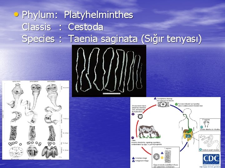  • Phylum: Platyhelminthes Classis : Cestoda Species : Taenia saginata (Sığır tenyası) 7