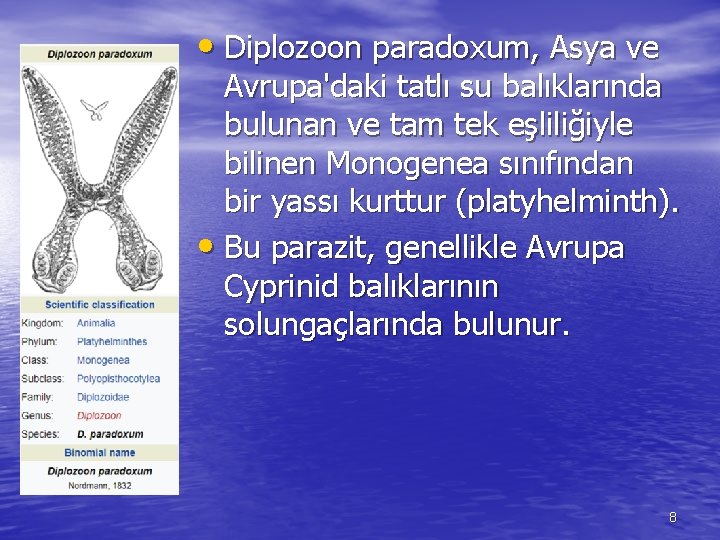  • Diplozoon paradoxum, Asya ve Avrupa'daki tatlı su balıklarında bulunan ve tam tek