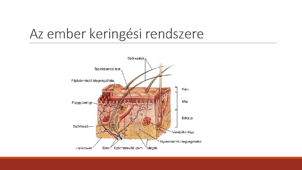 Az ember keringési rendszere 