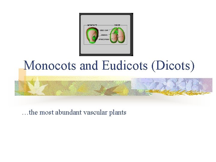 Monocots and Eudicots (Dicots) …the most abundant vascular plants 