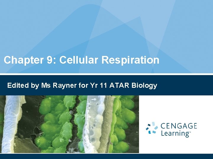 Chapter 9: Cellular Respiration Edited by Ms Rayner for Yr 11 ATAR Biology 