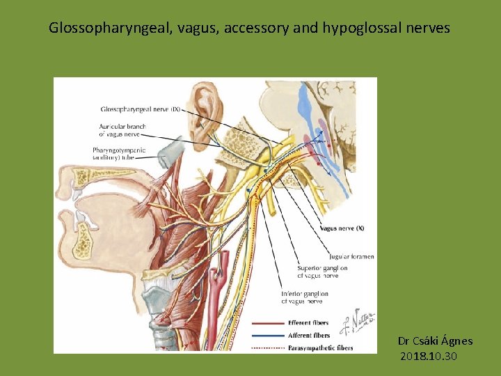Glossopharyngeal, vagus, accessory and hypoglossal nerves Dr Csáki Ágnes 2018. 10. 30 