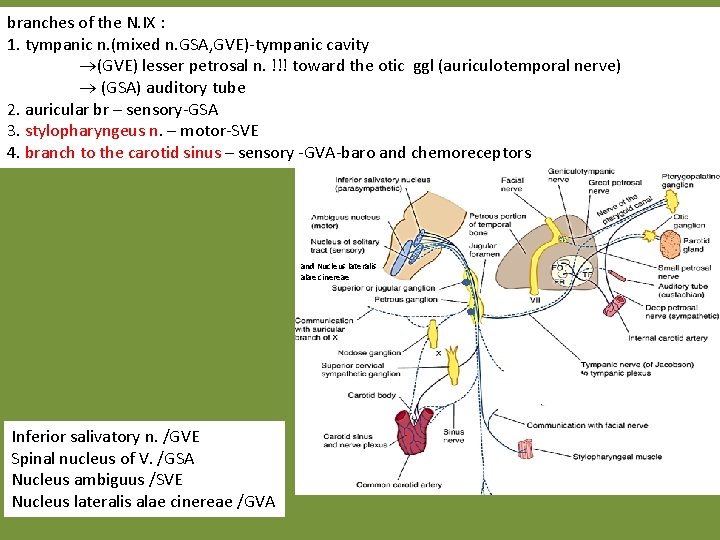 branches of the N. IX : 1. tympanic n. (mixed n. GSA, GVE)-tympanic cavity