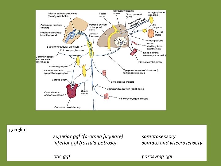 ganglia: superior ggl (foramen jugulare) inferior ggl (fossula petrosa) somatosensory somato and viscerosensory otic