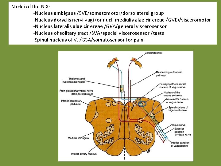 Nuclei of the N. X: -Nucleus ambiguus /SVE/somatomotor/dorsolateral group -Nucleus dorsalis nervi vagi (or
