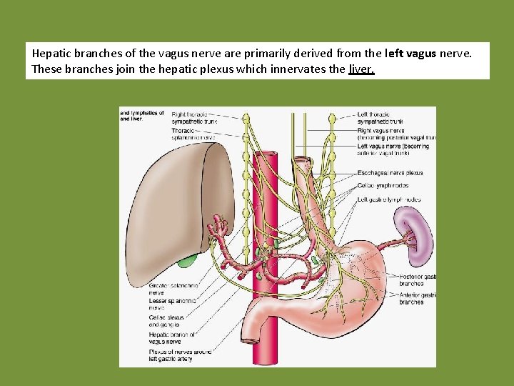 Hepatic branches of the vagus nerve are primarily derived from the left vagus nerve.