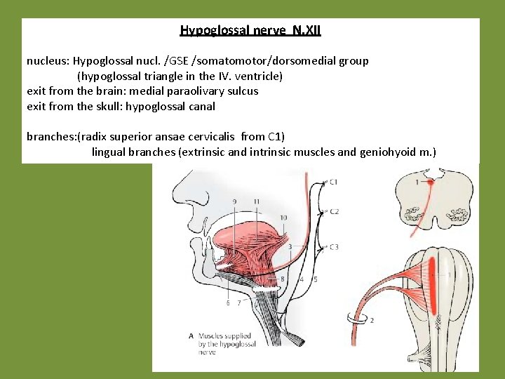 Hypoglossal nerve N. XII nucleus: Hypoglossal nucl. /GSE /somatomotor/dorsomedial group (hypoglossal triangle in the