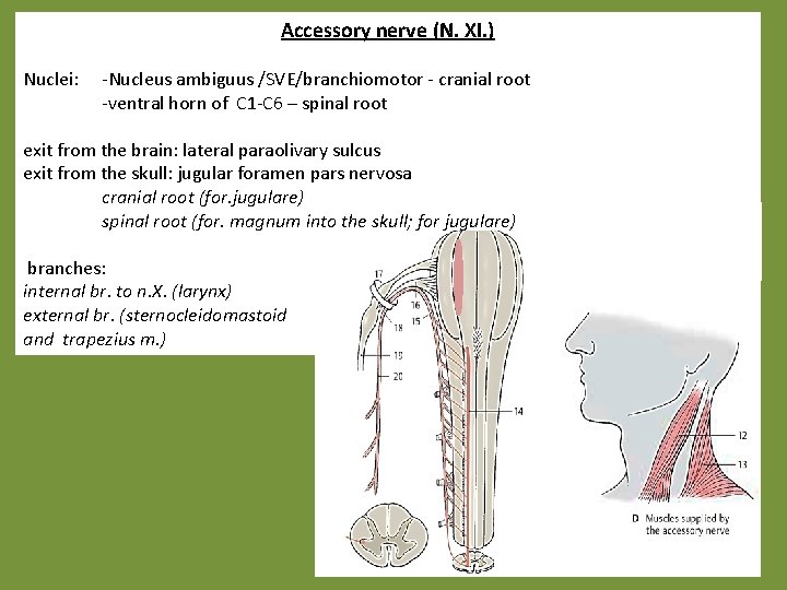 Accessory nerve (N. XI. ) Nuclei: -Nucleus ambiguus /SVE/branchiomotor - cranial root -ventral horn