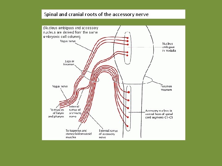 Spinal and cranial roots of the accessory nerve 