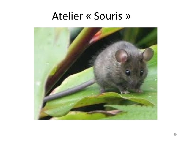 Atelier « Souris » 49 