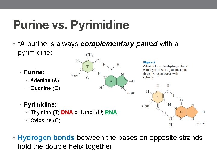 Purine vs. Pyrimidine • *A purine is always complementary paired with a pyrimidine: •