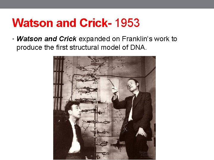 Watson and Crick- 1953 • Watson and Crick expanded on Franklin’s work to produce