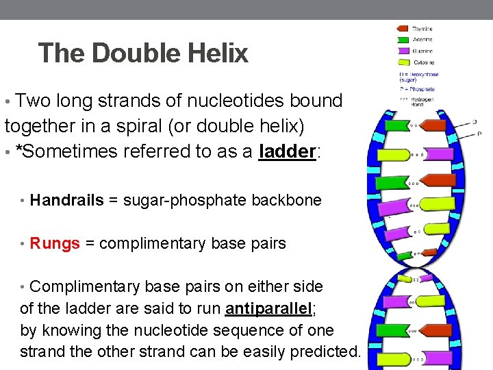 The Double Helix • Two long strands of nucleotides bound together in a spiral