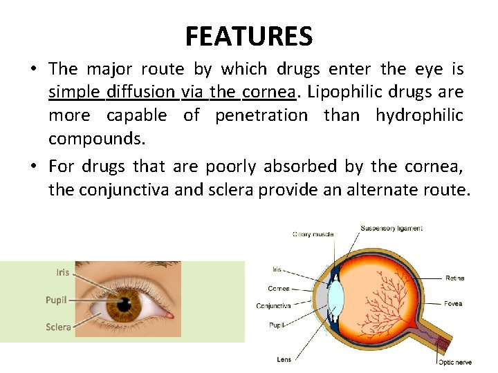 FEATURES • The major route by which drugs enter the eye is simple diffusion