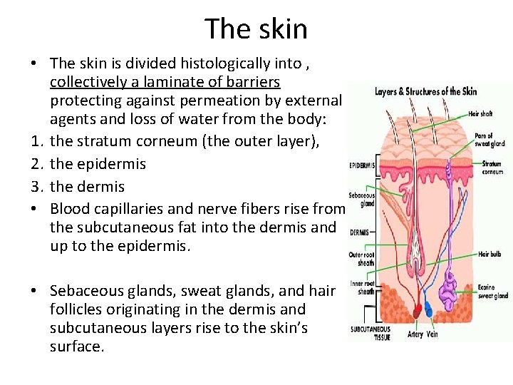 The skin • The skin is divided histologically into , collectively a laminate of