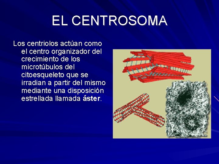 EL CENTROSOMA Los centriolos actúan como el centro organizador del crecimiento de los microtúbulos