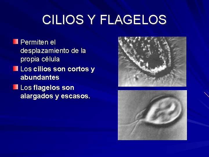 CILIOS Y FLAGELOS Permiten el desplazamiento de la propia célula Los cilios son cortos